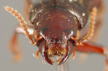 Media type: image;   Entomology 20234 Aspect: head dorsal view